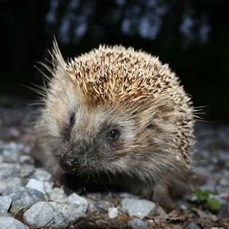 Tatil Evi в финляндии,